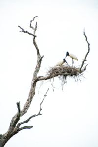 033-Couple Jabiru in the nest