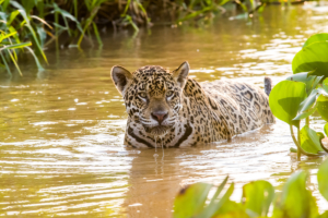 043-Jaguar in swimming