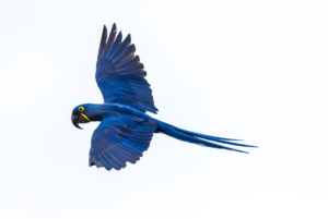 049-Hyacinth Macaw in flight