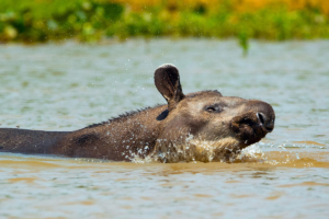 anta tapirus banho pantanal mt pe encontro aguas