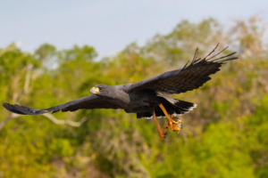 aves voo pescando pantanal mt rio claro 2