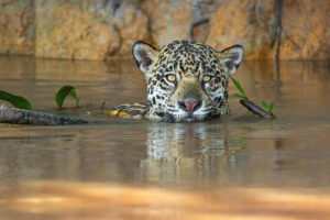 onca pintada panthera pantanal mt pes