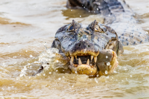 Caiman Lunch