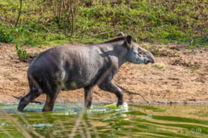 Juvenile Tapir