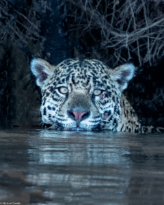 006-MC-Jaguar bathing