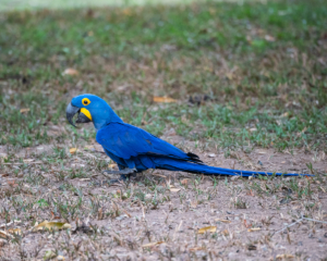 012-MC-Hyacinth Macaw 