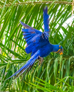 013-MC-Hyacinth Macaw in flight 