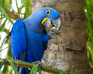 014-MC-Hyacinth Macaw eating