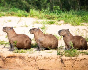 015-MC-Capybaras 