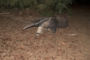 anteater b-denoise-adjust-sharpen