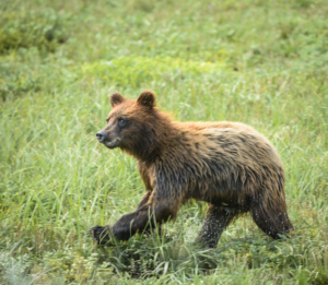 AK15 JaneP-Pack Creek Admiralty Is., Grizzly bears, Eagle juv-2