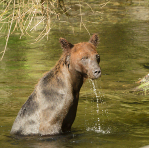 AK15 JaneP-Pack Creek Admiralty Is., Grizzly bears, Eagle juv-4