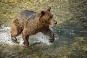 AK15 JaneP-Pack Creek Admiralty Is., Grizzly bears, Eagle juv-5
