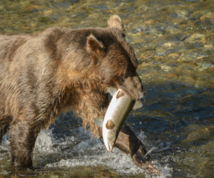 AK15 JaneP-Pack Creek Admiralty Is., Grizzly bears, Eagle juv-6