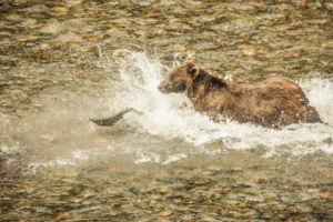 AP-8925Grizzley Bear catching Salmon-2  