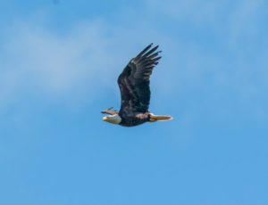 AP_8843Bald Eagle, Eagle in Flight  