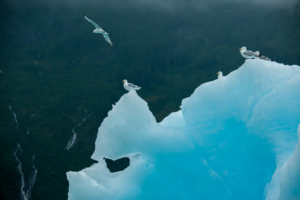 AP_9286Herring Gull, Sawyer Glacier Iceburg  