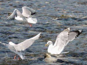 CarB-Seagulls_Salmon_Creek