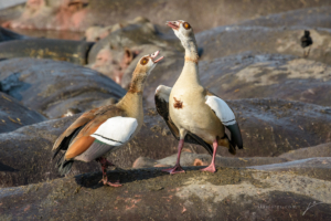 EGYPTIAN GEESE-5007532