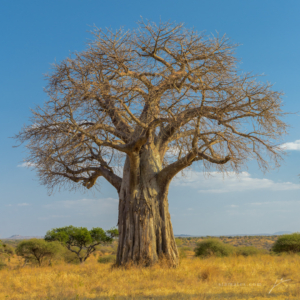AT 138 - Baobab Tree-2