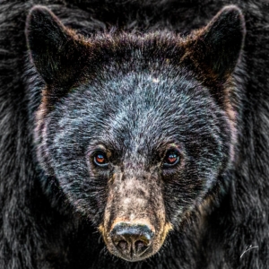 BADASS BLACK BEAR