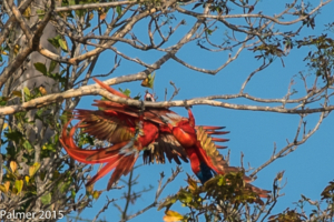 AP-Courting Macaws-1