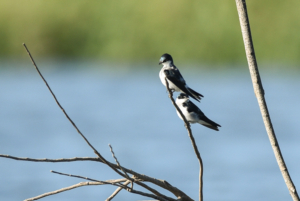 AP-Mangrove Swallows-1
