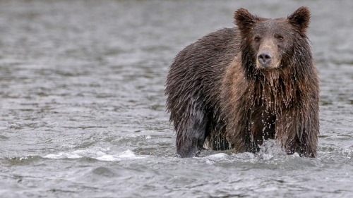003 GRIZZLY IN THE WATER