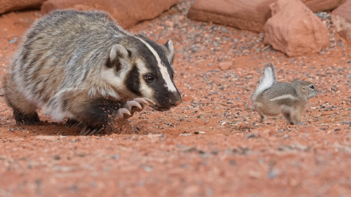 007-BADGER-AND-SQUIRREL