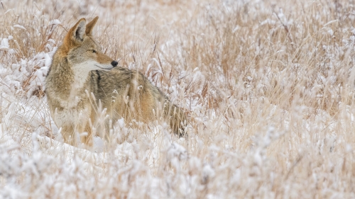 009-COYOTE-IN-SNOW