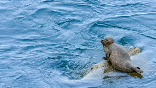 030-FIND-YOUR-ROCK-HARBOR-SEAL