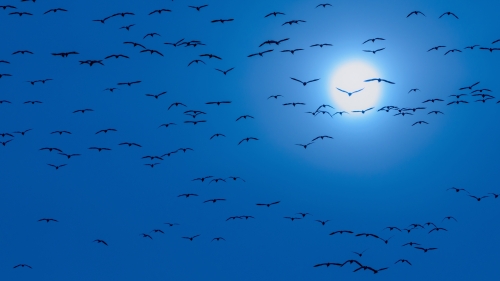039-MOON-AND-BIRDS