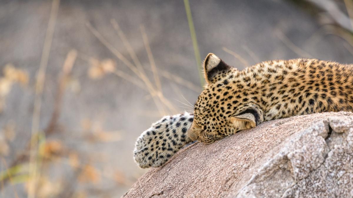 LOUNGING LEOPARD