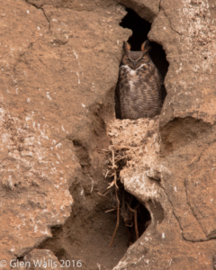 Glen Walls-Great Horned Owl Petroglyph Point