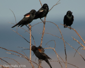 Glen Walls-Redwinged and Tri-colored Blackbirds