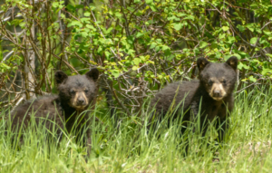 828 Black Bear Cubs