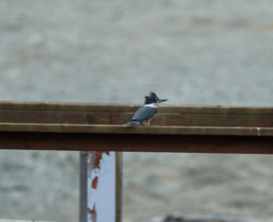 RCE_1329-  Belted Kingfisher -July 22, 2015
