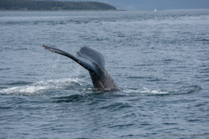 RCE_1577-  Humpback Whale -July 22, 2015
