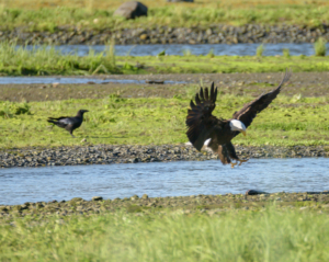 RCE_7864-  Bald Eagle, Common Raven -July 18, 2015