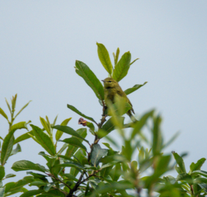 RCE_9642-  Orange-crowned Warbler -July 20, 2015 