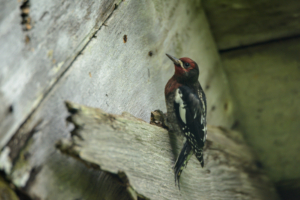 RCE_9730-  Red-breasted Sapsucker -July 20, 2015 