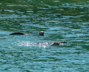 RCE_9996-  Carcross, Northern River Otter -July 25, 2015 