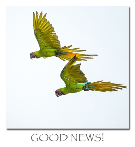 240429-GOOD-NEWS