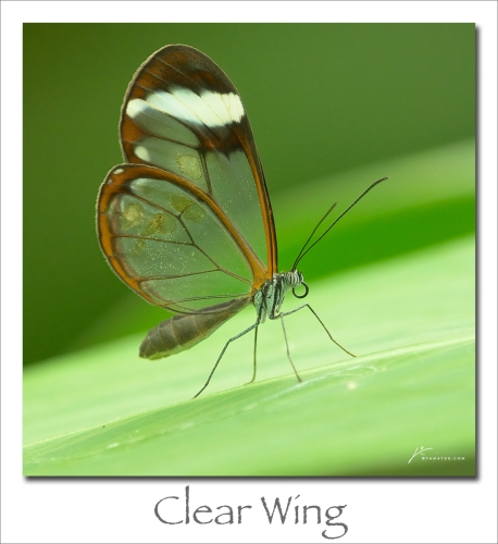 240520-Clear-Wing