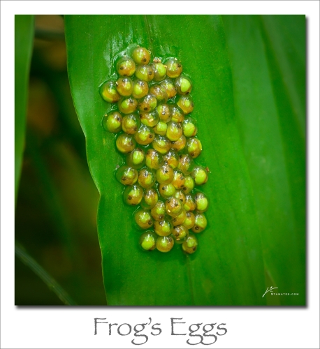 240610-Frog-Eggs