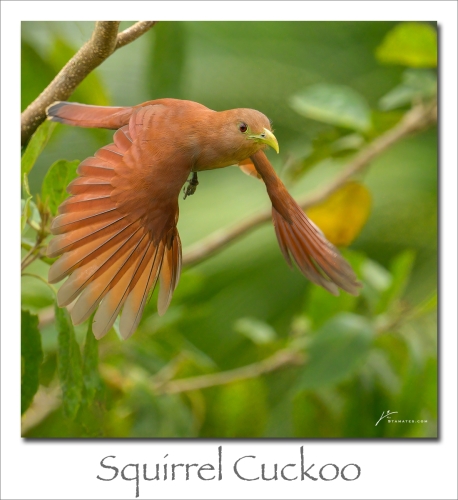 240624-Squirrel-Cuckoo