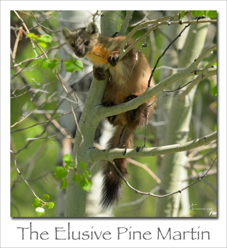 240708-The-Elusive-Pine-Martin