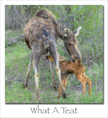 240722-What-A-Teat