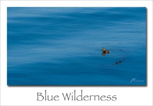 240812-Blue-Wilderness