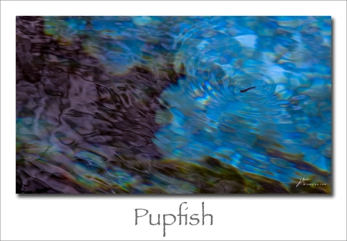 240930-Pupfish